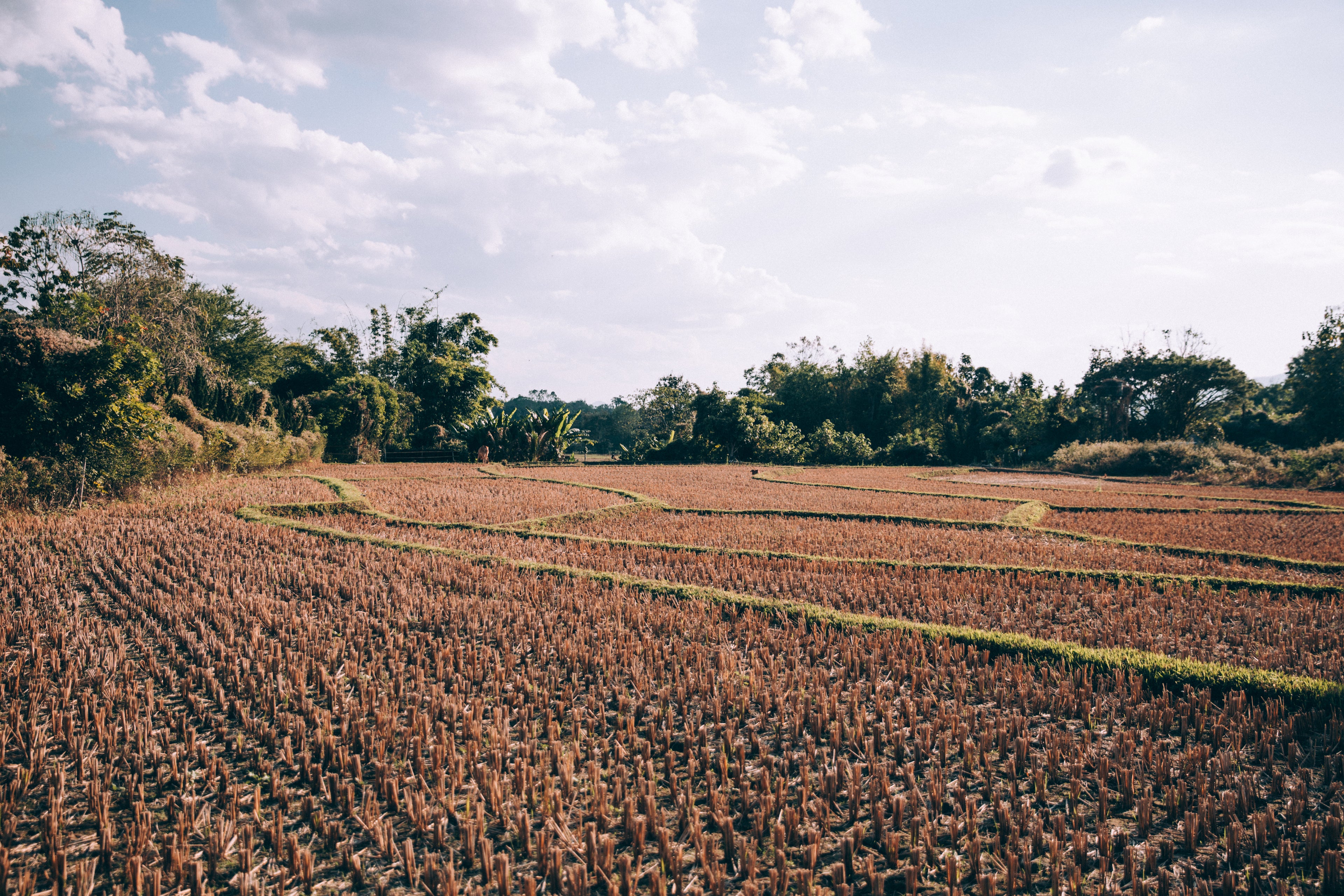 Load video: Lowell Bristol stands in a cotton field, explaining how DeerWall spray improved his crop yield for the first time in five years.